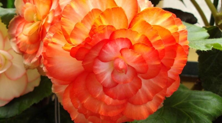 tuberous begonias