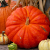 Pumpkin Yields