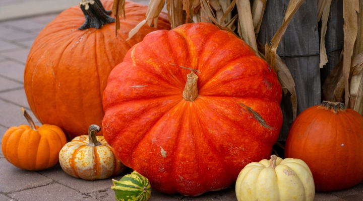 Pumpkin Yields