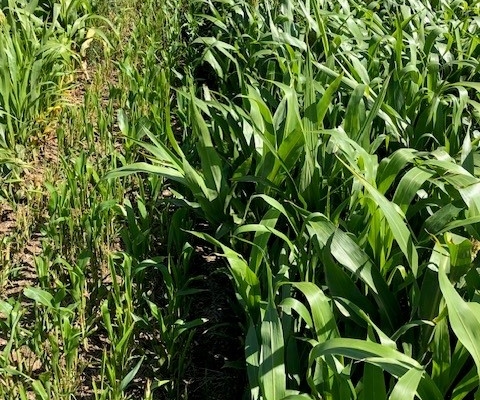 sorghum forages