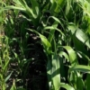 sorghum forages