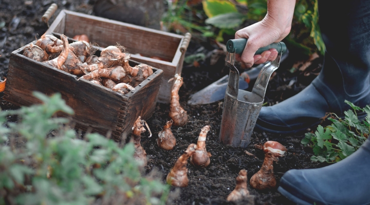 Plant Spring Bulbs