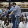 Keystone International Livestock Expo