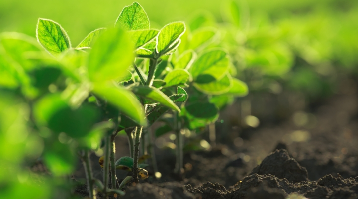 NY Corn & Soybean Growers Now Accepting Proposals