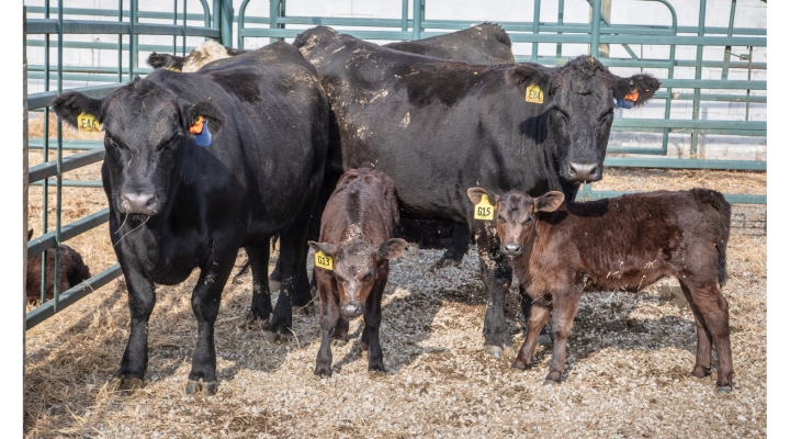 2023 Beef Seedstock Symposium