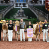International Guernsey Show