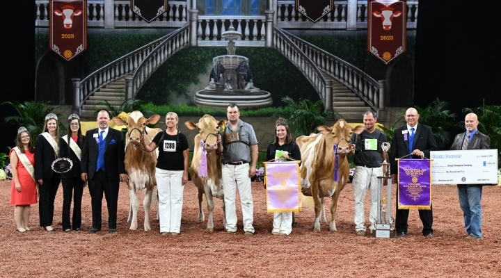 International Guernsey Show