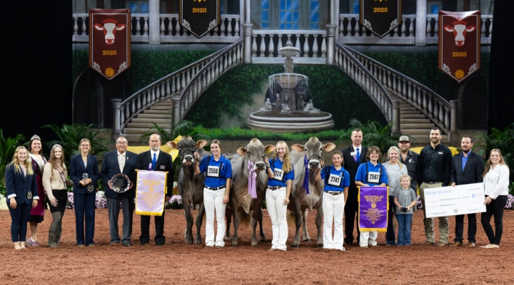 International Junior Brown Swiss Show