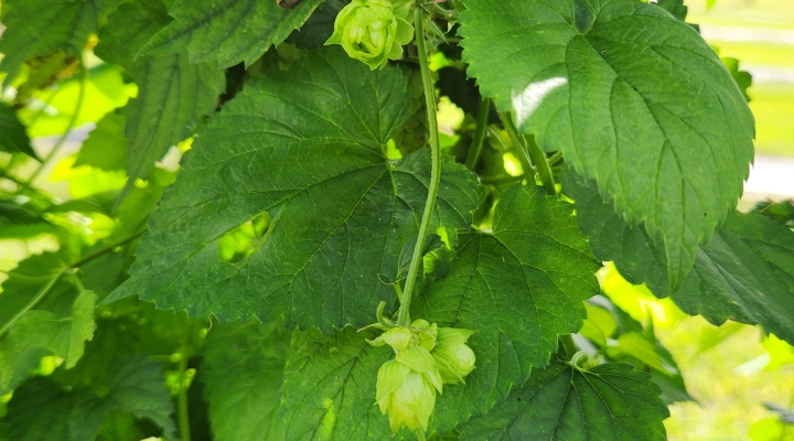 hops