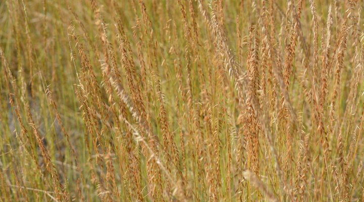 Iowa small grains