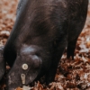 Wild pig