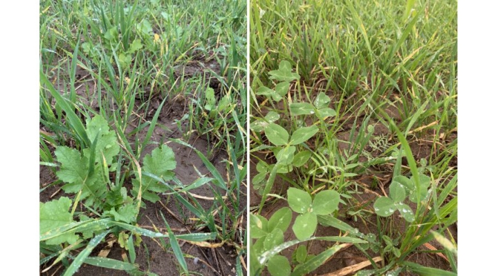 cover crop demonstration plots