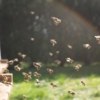 Beekeeping Short Course