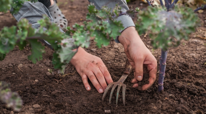 Pandemic Boosted Gardening