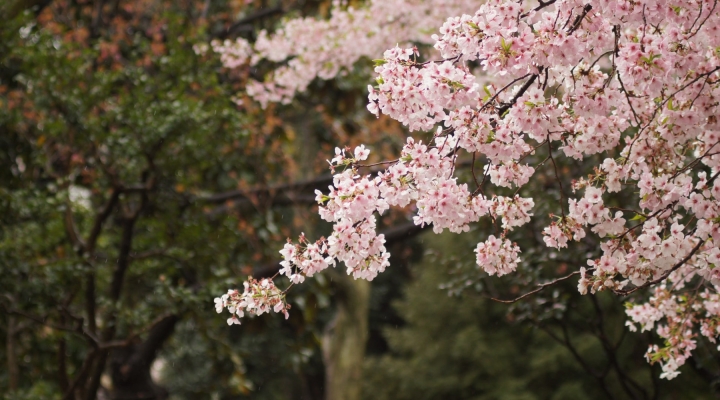 Fall Blooming Fruit Trees