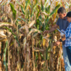 Corn and soybean production