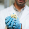 USDA Places Restrictions on Poultry