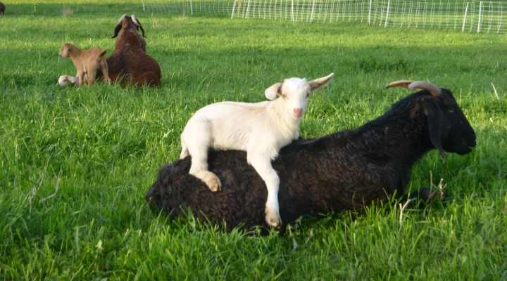 Cornell Sheep & Goat Symposium