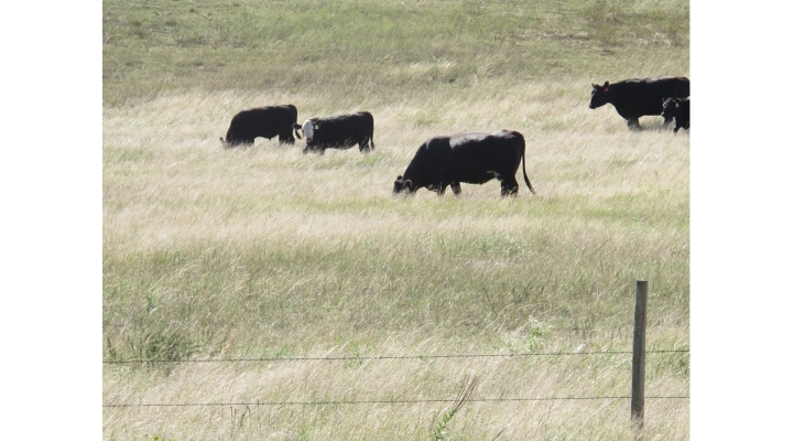 grazing grass webinar