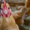 Contain Bird Flu