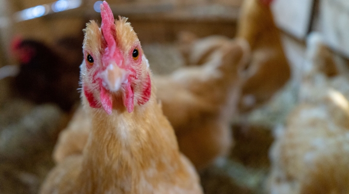 Contain Bird Flu