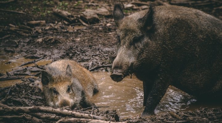 feral hog