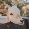 young farm bureau chairs goats