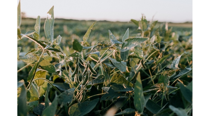 soybean yield contest