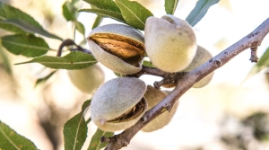 Federal Marketing Order for California Almonds