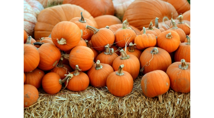 cooking pumpkins