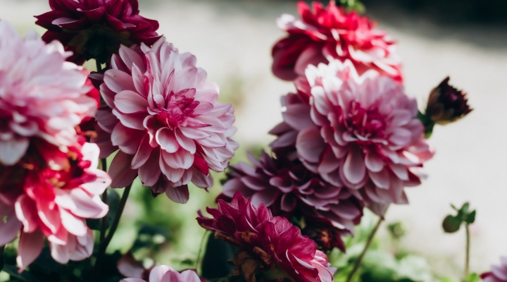 Dahlia Garden