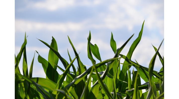 corn leadership team