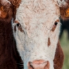 Livestock Judging Clinic