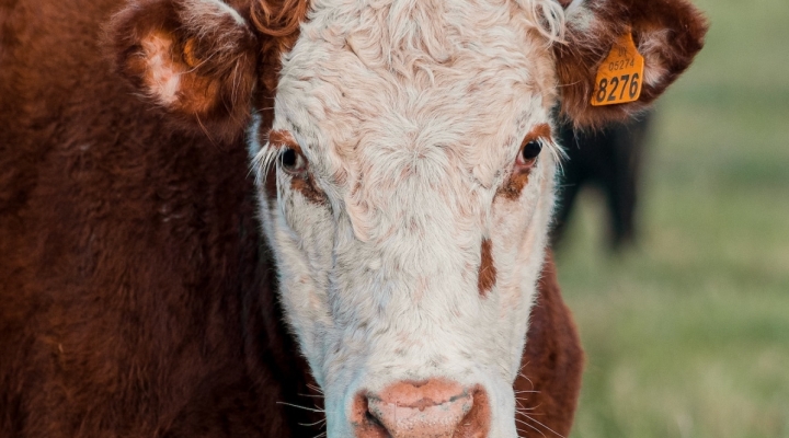 Livestock Judging Clinic