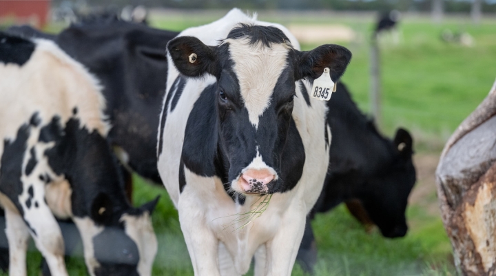 Northeast Dairy Business Innovation Center